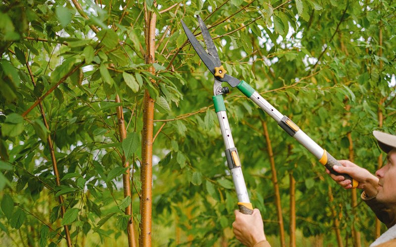 Tree trimming in Roxbury, NY